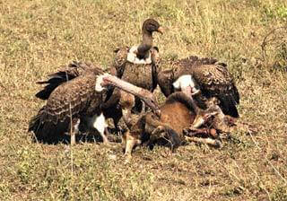 A politika keselyűi zaklatják Vámospércset!